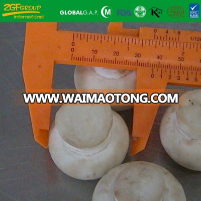 hot selling frozen white button mushroom