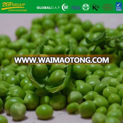 high quality new season fresh IQF green pea for sale carton packing