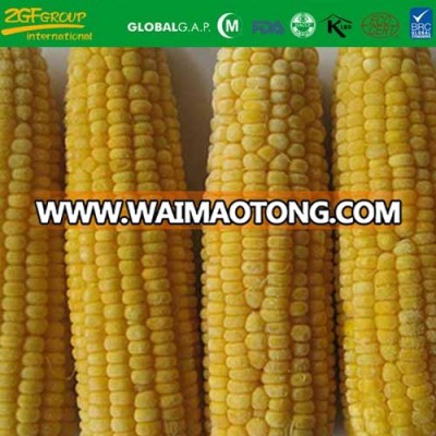 Grade A IQF sweet corn on sale