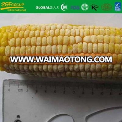 Grade A IQF sweet corn on sale