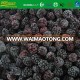 high quality new season blackberry carton packing