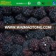 frozen fresh blackberry style