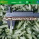 IQF wholesale cucumber