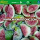 sianzan freeze iqf figs fruit