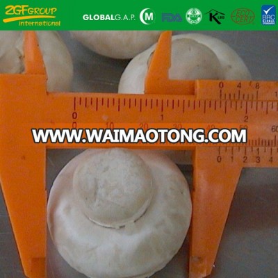hot selling frozen white button mushroom