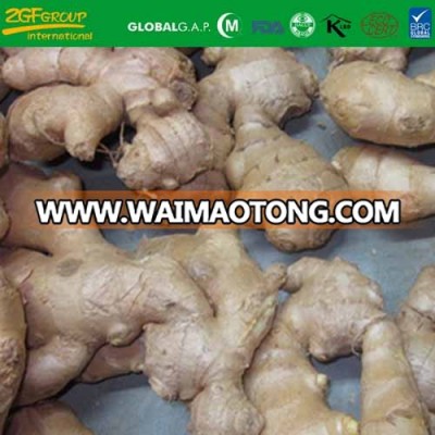high quality spicy matured fresh ginger