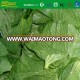IQF frozen fresh wasabi leaf
