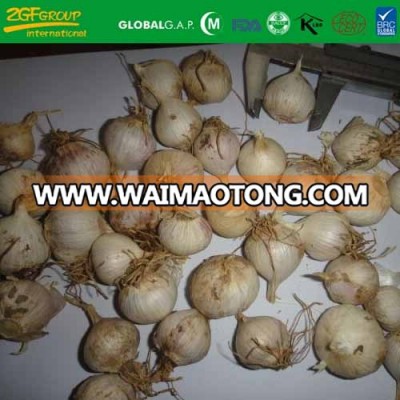 frozen solo garlic from China