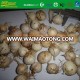 frozen solo garlic from China