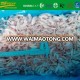 2018 new season shallot for export