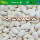 Chinese wholesale natural garlic for sale to importers