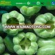 Chinese sweet pepper