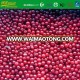 IQF frozen lingon berry