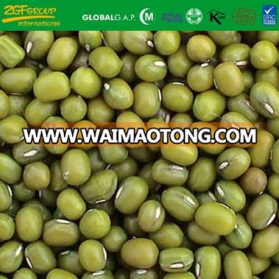 dry high quality mung bean carton packing