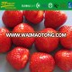 good taste quick IQF organic whole strawberry fruit carton packing brc