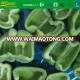 IQF freeze exporter of half cut green pepper carton packing brc