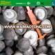 deep quick freeze iqf shiitake BRC KOSHER ISO supplier