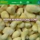 IQF frozen ginger whole
