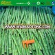 New season frozen diced green asparagus