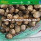 unpeeled whole straw mushroom in brine halal food