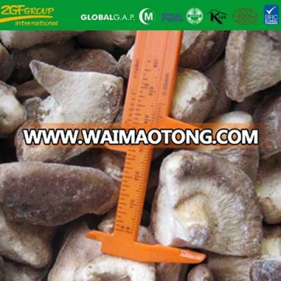 deep quick freeze iqf cross cut shiitake BRC KOSHER ISO supplier