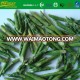 IQF green asparagus bias cut