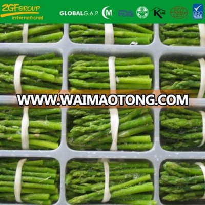 IQF green asparagus bundle