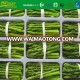 IQF green asparagus bundle