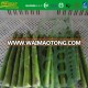 IQF L17cm DIA16-22MM whole green asparagus spears