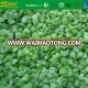 deep freeze IQF diced celery 6mm
