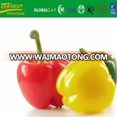fresh color pepper from new crop of pepper( China origin)