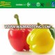 fresh color pepper from new crop of pepper( China origin)