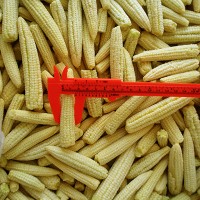 IQF Whole Baby Corn  L 5-14cm dia8-20mm